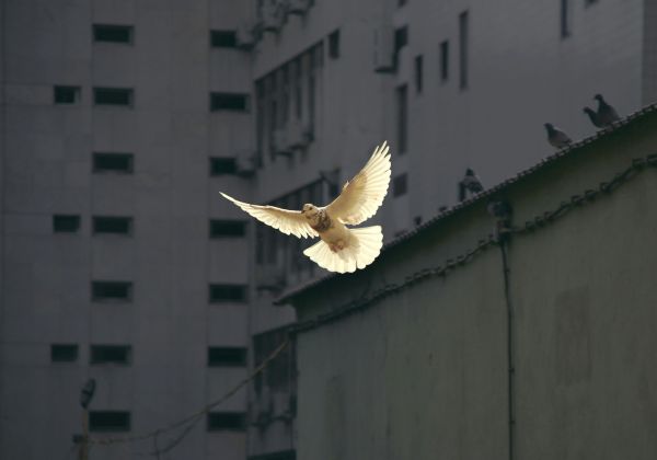 Reflexión sobre el mensaje de la Jornada Mundial de la Paz, del Papa León XIV, en el que propone una paz desarmada y desarmante.